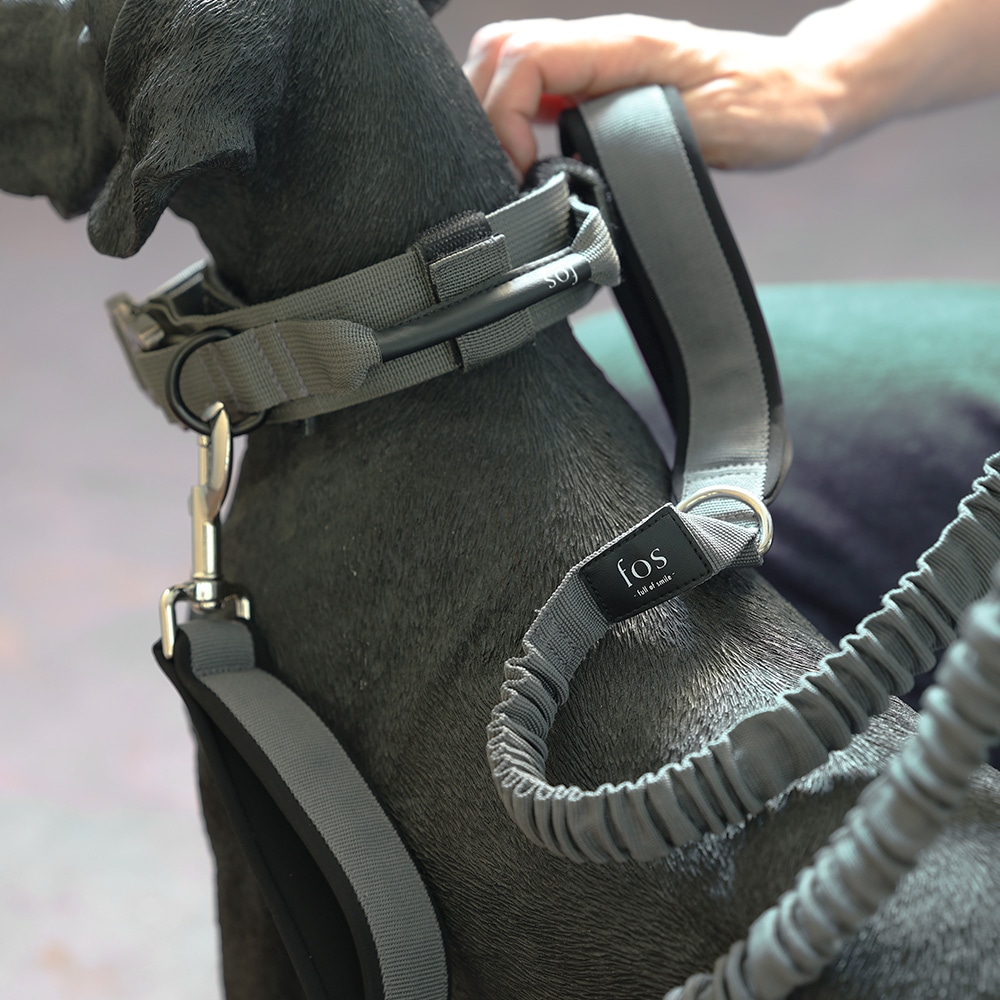 Noble Collar（ノーブルカラー）