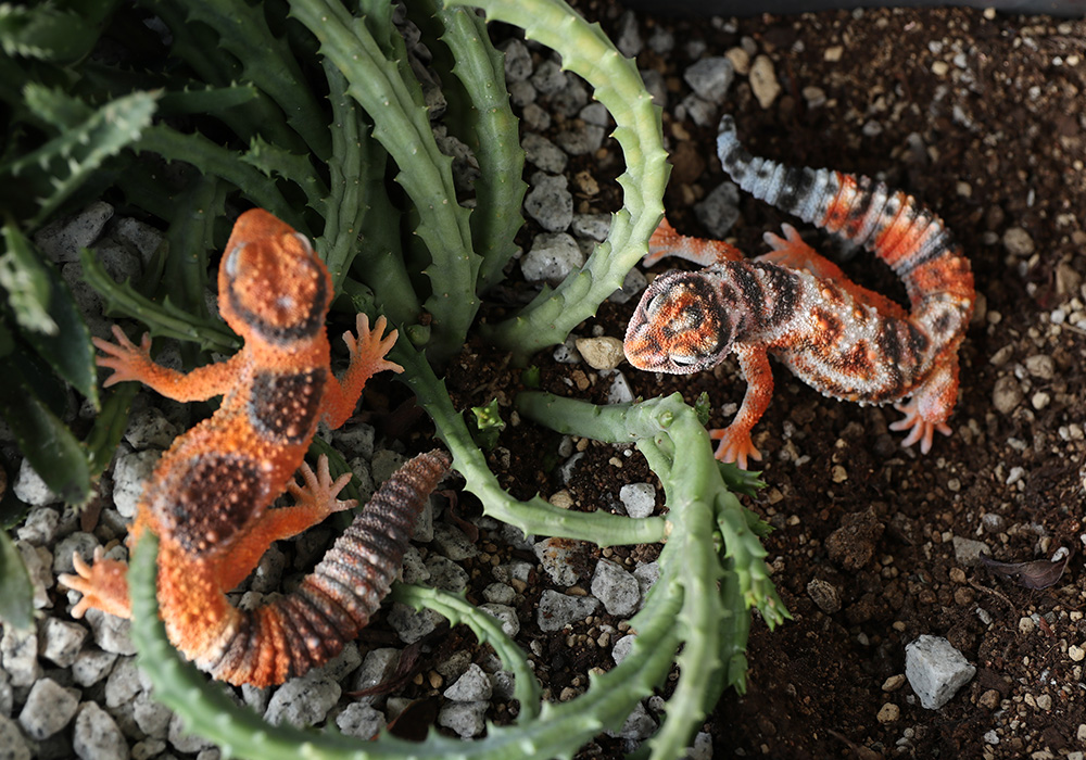 REPTILES MAG AFRICAN FAT TAILED GECKO（レプタイルズ マグ ニシアフリカトカゲモドキ）のイメージ写真03