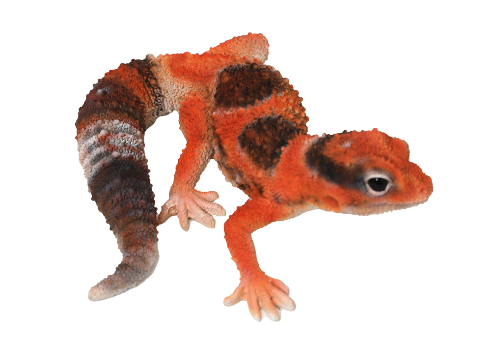 REPTILES MAG AFRICAN FAT TAILED GECKO（レプタイルズ マグ ニシアフリカトカゲモドキ）JUNGLEのイメージ写真02