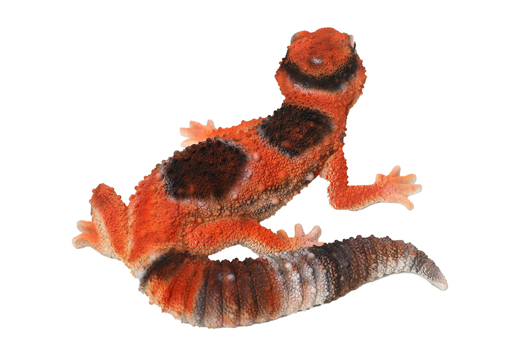 REPTILES MAG AFRICAN FAT TAILED GECKO（レプタイルズ マグ ニシアフリカトカゲモドキ）JUNGLEのイメージ写真03