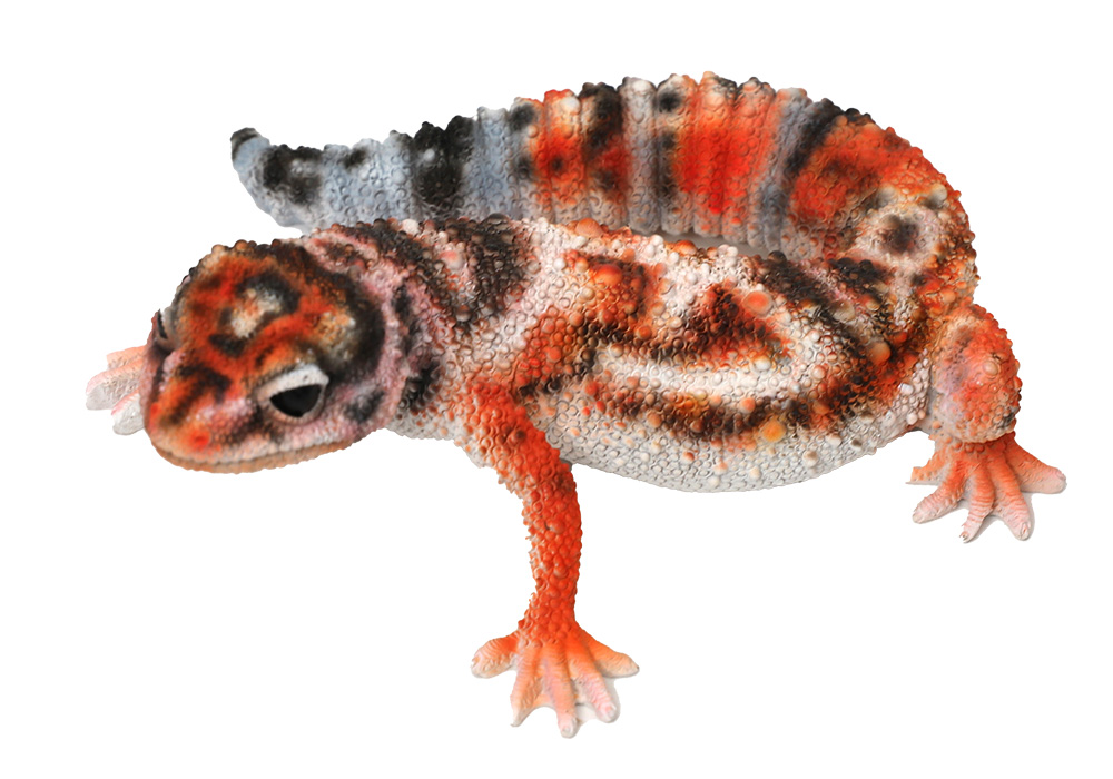 REPTILES MAG AFRICAN FAT TAILED GECKO（レプタイルズ マグ ニシアフリカトカゲモドキ）WHITEOUTのイメージ写真01