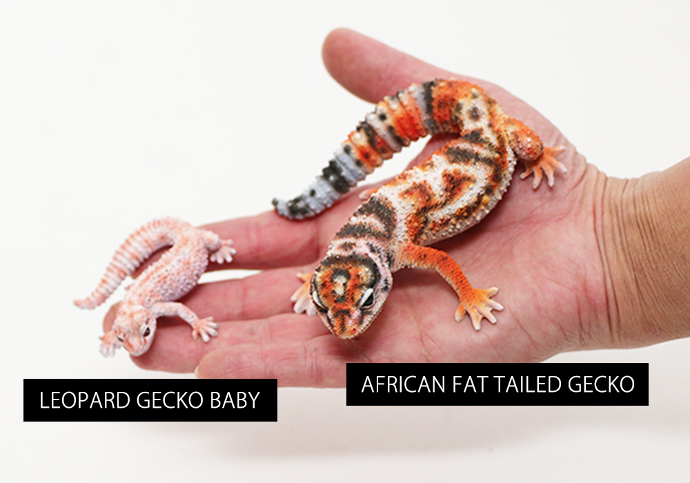 REPTILES MAG AFRICAN FAT TAILED GECKO（レプタイルズ マグ ニシアフリカトカゲモドキ）のイメージ写真04