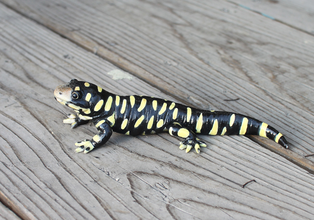 オビタイガーサラマンダーのリアルな生きもの造形マグネットreptiles Mag Barred Tiger Salamander レプタイル Magnet Online Shop