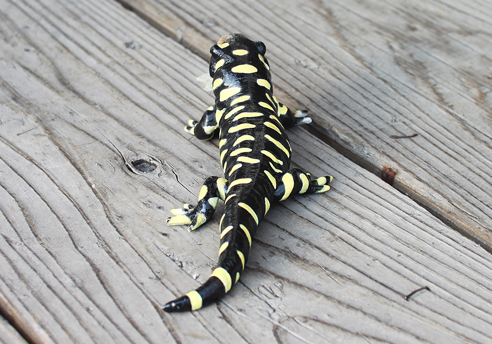 オビタイガーサラマンダーのリアルな生きもの造形マグネットreptiles Mag Barred Tiger Salamander レプタイル Magnet Online Shop