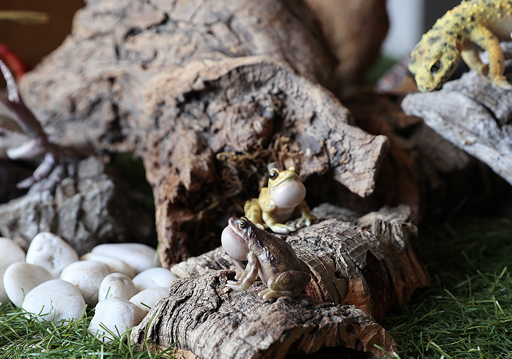 REPTILES MAG OMATE NARROW MONTHED FROG（レプタイルズ マグ ヒメアマガエル）のイメージ写真01
