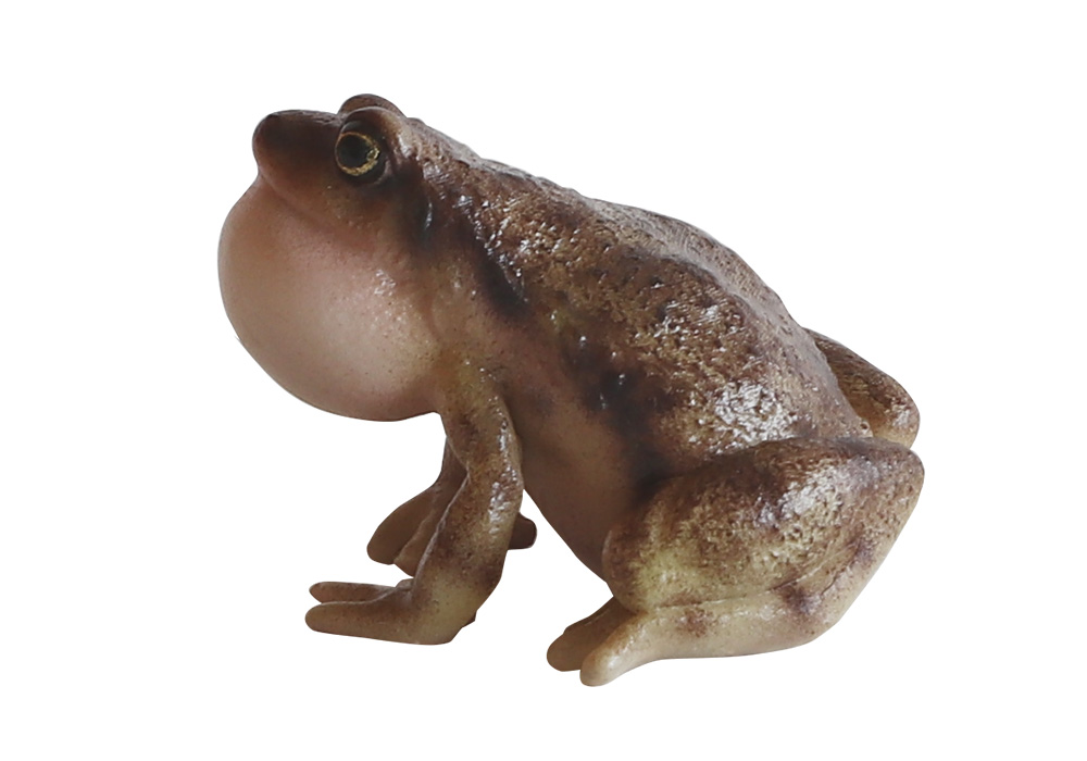REPTILES MAG OMATE NARROW MONTHED FROG（レプタイルズ マグ ヒメアマガエル）のイメージ写真05