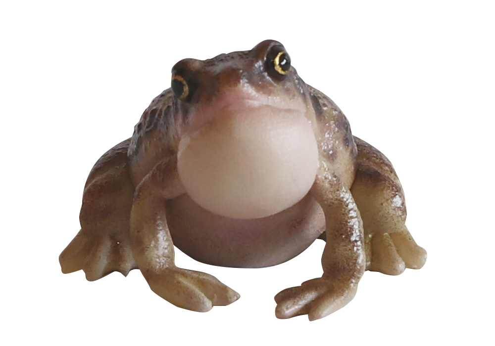 REPTILES MAG OMATE NARROW MONTHED FROG（レプタイルズ マグ ヒメアマガエル）のイメージ写真07