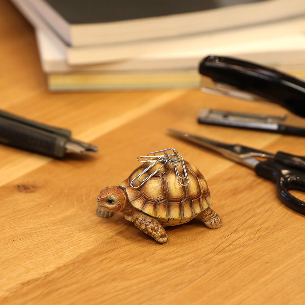 REPTILES MAG SPURRED TORTOISE BABY