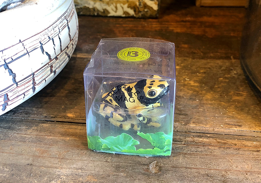 REPTILES MAG YELLOW-BANDED POISON DART FROG（レプタイルズ マグ イエロー ポイズンダートフロッグ）のイメージ写真09