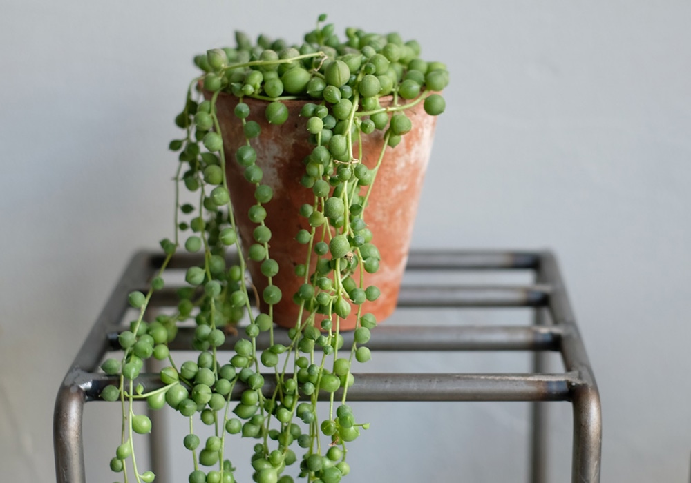 KNOP plant stands（ノップ プラントスタンド）のイメージ写真09